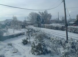 front garden after snow