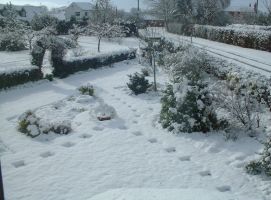 front garden after snow