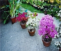 potted azaleas