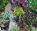 potted groundcover