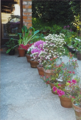 potted various