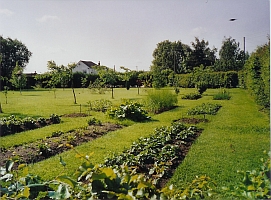 vegetable garden