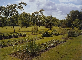 vegetable garden and cherry trees